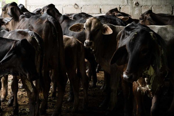 EU suspende exportación de ganado a México, tras detectar nuevos casos