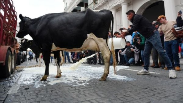 Ganaderos de Veracruz tiran leche tras cierre de centro de acopio del Bienestar