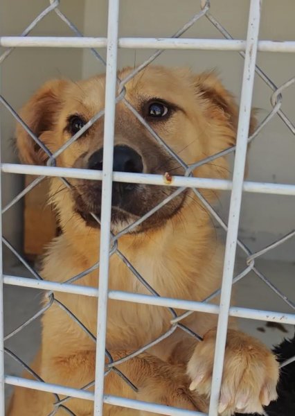 Mientras todos preguntaban por Sasha, ellos también siguen esperando ser adoptados