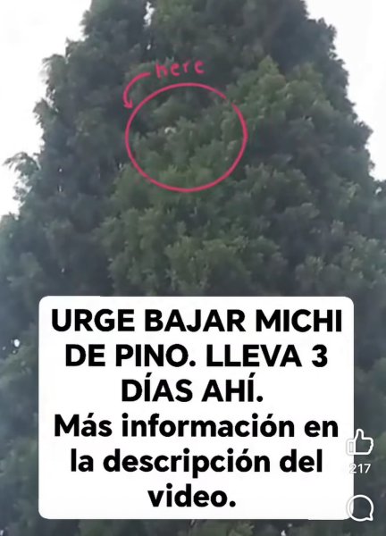 Piden ayuda para rescatar a gatito; ciudadanos denuncian falta de apoyo de bomberos