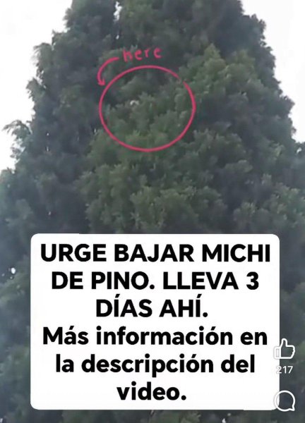 Atienden Bomberos denuncia de gatito atrapado en un árbol