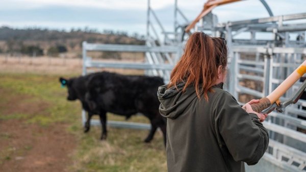 EU niega que los recortes de la USAID ayuden a la expansión de gusano barrenador en el país