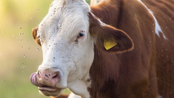 Plaga de gusano barrenador: Estados Unidos registra 12 casos activos en 10 días