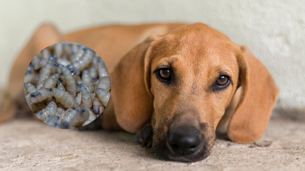 Solo una veterinaria en Ciudad Juárez está autorizada para certificar perros; SENASICA ofrece curso en línea