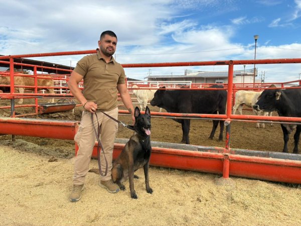 Entrena Desarrollo Rural a médicos veterinarios con binomios caninos especializados en la detección de GBG