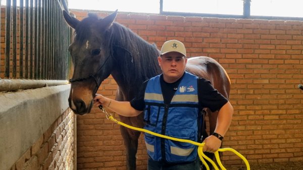 Policía Montada: vocación, disciplina y cuidado profesional para reforzar la seguridad en zonas de difícil acceso