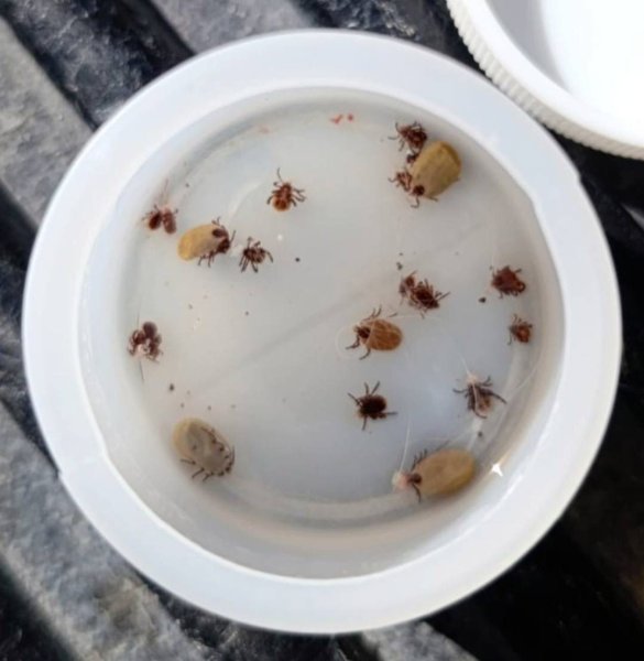 Refuerza Salud vigilancia epidemiológica contra la rickettsiosis