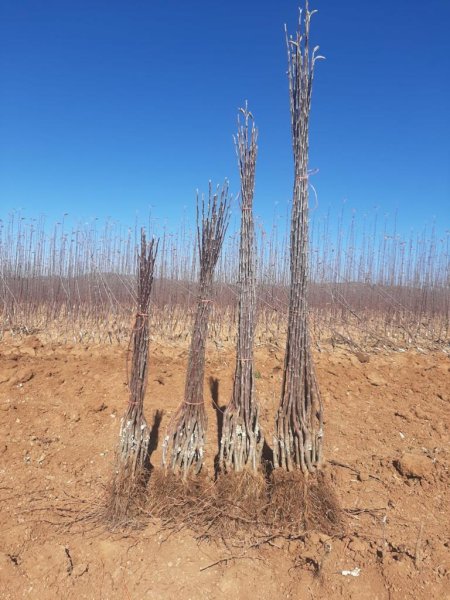 Publica SDR convocatoria para adquirir árboles frutales