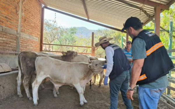 Aumentan los casos de gusano barrenador en ganado de Jalisco