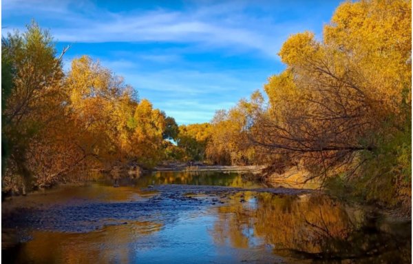 Bosque de Aldama, álamos milenarios en la puerta de Chihuahua