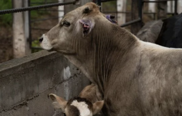Gusano barrenador se expande en Tamaulipas; reportan casos en 11 municipios