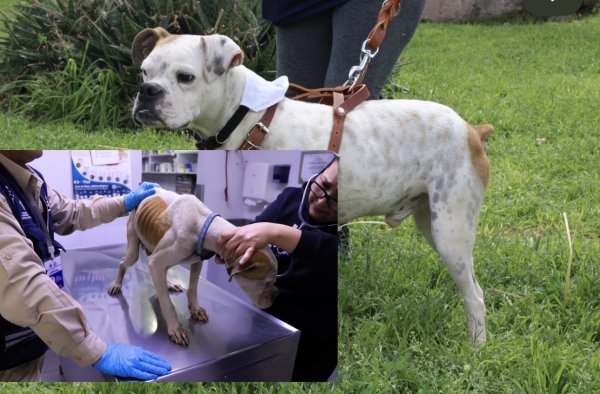 Una denuncia, un rescate y una segunda oportunidad: la historia de Chatito