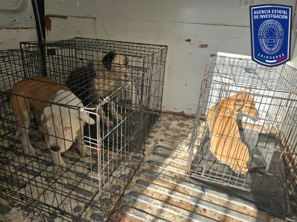 Aseguró FGE nueve caninos en situación de maltrato en Juárez
