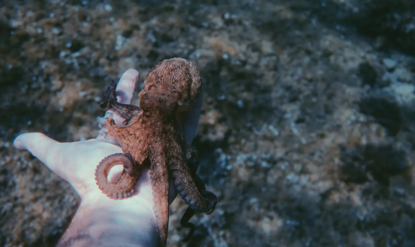 México busca prohibir granjas de pulpo, el debate que llega a la cocina y la pesca