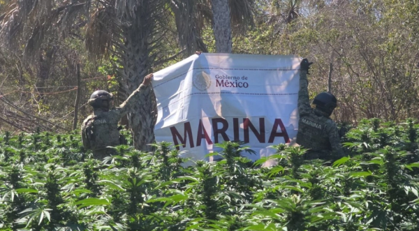 Localizan plantíos de marihuana y una 'narcobodega' en Sinaloa y Chihuahua