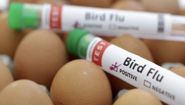 Chile detecta nuevo caso de gripe aviar H5N1 en aves de corral