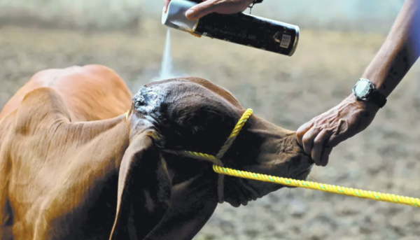 Sedea reporta 40 casos de gusano barrenador en Querétaro