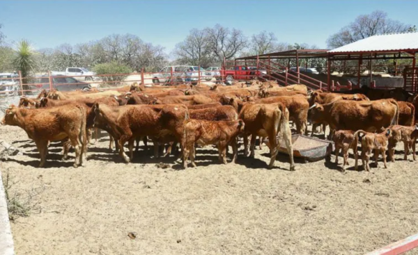 Reportan 33 casos de gusano barrenador en Jalisco