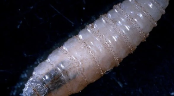 Detectan dos casos de miasis por gusano barrenador en humanos en la Huasteca de San Luis Potosí