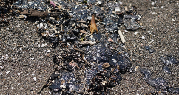 Marina: Fueron recolectadas 31 toneladas de 