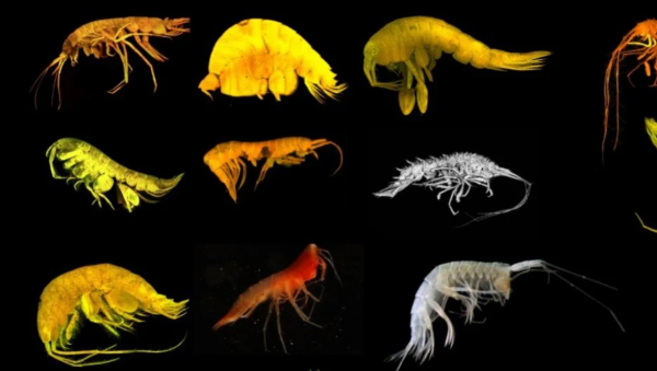 Descubren 24 nuevas especies de las profundidades cerca del archipiélago mexicano de las Revillagigedo