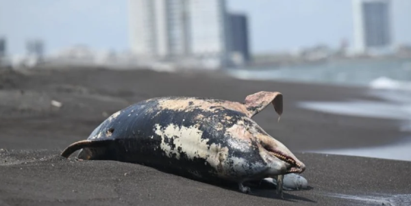 Delfín muerto en playas de Veracruz enciende alerta por derrame; suman especies afectadas en el Golfo de México