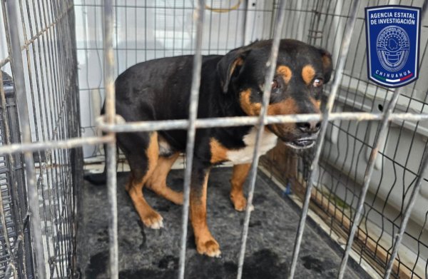 Durante cateo, asegura AEI dos caninos en situación de maltrato