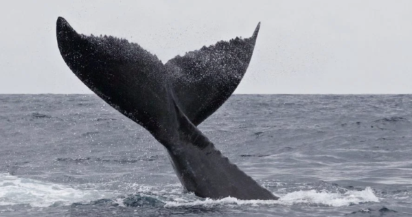 EU estudia retirar restricciones a petroleras en el Golfo de México que protegen a especies en peligro