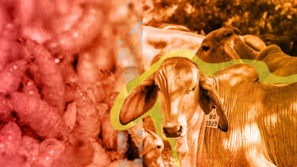 EU analiza apertura gradual a exportaciones de ganado mexicano ante emergencia por gusano barrenador