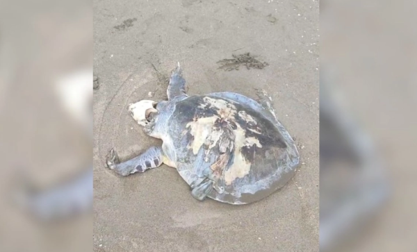Hallan tortuga muerta y nuevo recale de hidrocarburo en Coatzacoalcos