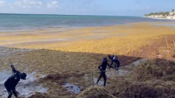 Barrera de la Marina no puede contener el intenso arribo de sargazo en Playa del Carmen