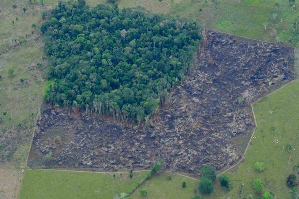 Frenan pérdida de bosque tropical en Latinoamérica, pero Brasil, Bolivia, Perú y Colombia continúan con daños severos