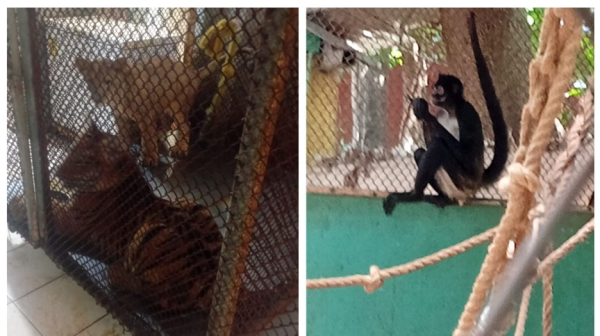 Rescatan cachorros silvestres explotados por un exregidor suplente morenista en Playa del Carmen