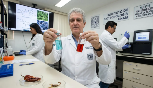 Generan nuevos antibióticos con habanero y veneno de alacrán