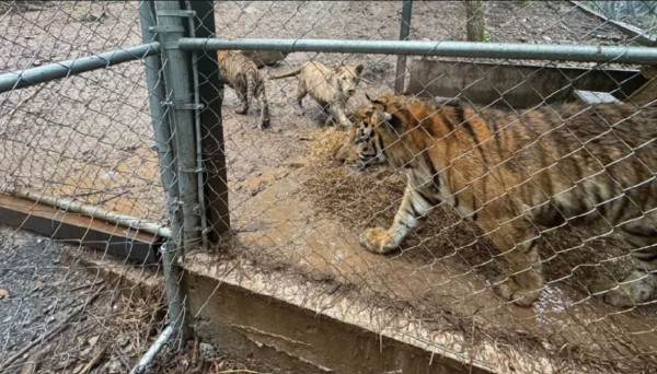 Detienen en Nuevo León a líder de célula del Cártel del Noroeste por 