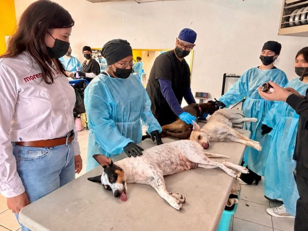 Realiza diputada Jael Argüelles 200 esterilizaciones en Palo Chino