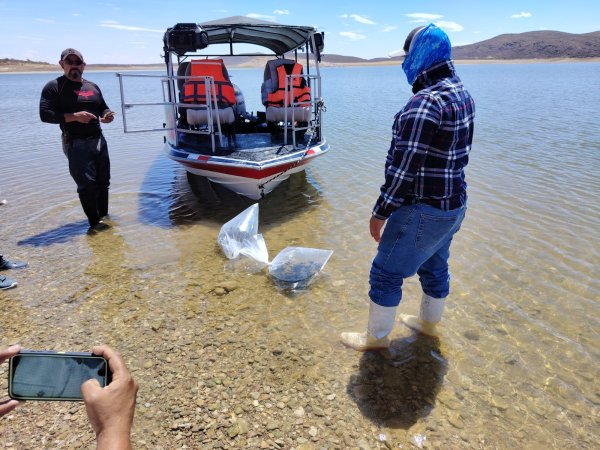 Arranca SDR repoblamiento de embalses con más de 800 mil alevines en Chihuahua