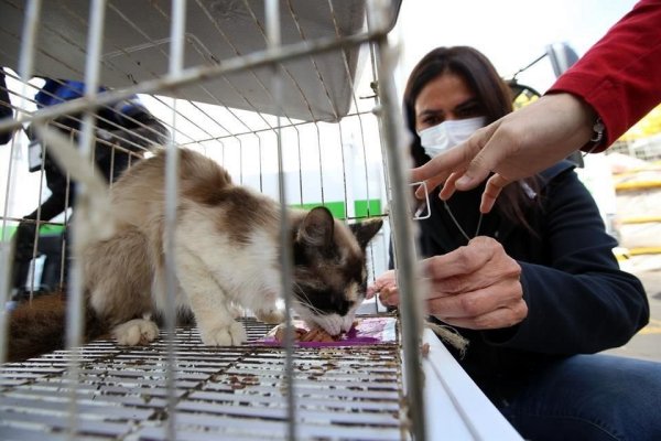 Plantea Borunda que reforma para prohibir venta de animales en redes se vote próxima semanas