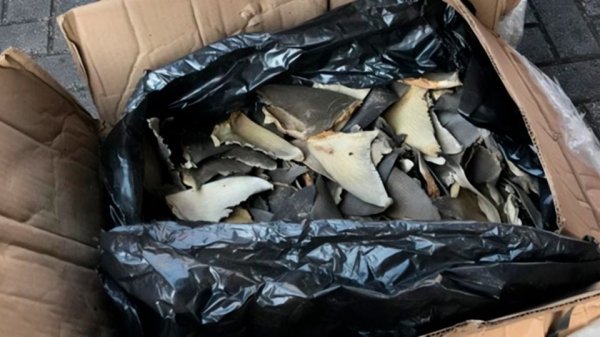 Dictan casi tres años de prisión a persona por intentar traficar dos toneladas de aletas de tiburón desde Colima a Filipinas