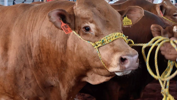 México busca contrarrestar impacto del gusano barrenador, aumentando exportaciones de carne a EU