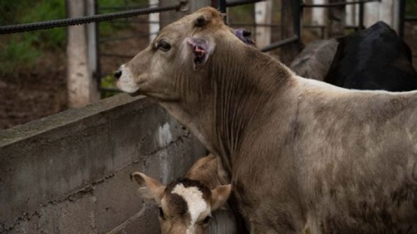 Hay 25 mil casos de gusano barrenador en México