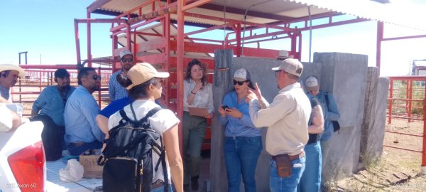Reubican trampas como estrategia de blindaje contra el Gusano Barrenador del Ganado en Chihuahua