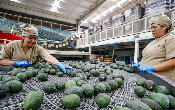 Jalisco intentará Récord Guinness con guacamole más grande del mundo