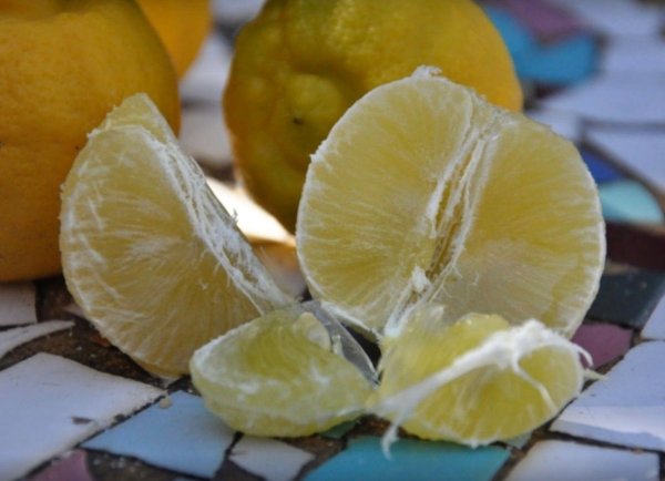 La lima, fruto aromático que perfuma la cocina mexicana