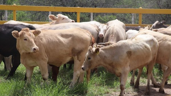 México fortalece la revisión de protocolos con Centroamérica para contener el gusano barrenador