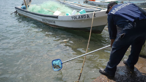 Greenpeace denuncia a Pemex por derrame de hidrocarburos en Golfo: ’Que investiguen a Víctor Rodríguez’