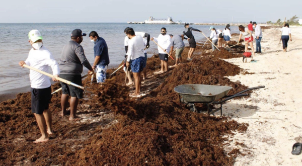 Aumentará aún más la llegada de sargazo a costas de Quintana Roo